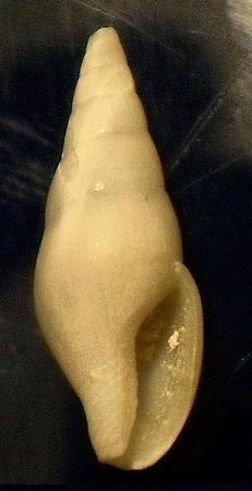 mitrella sp 2